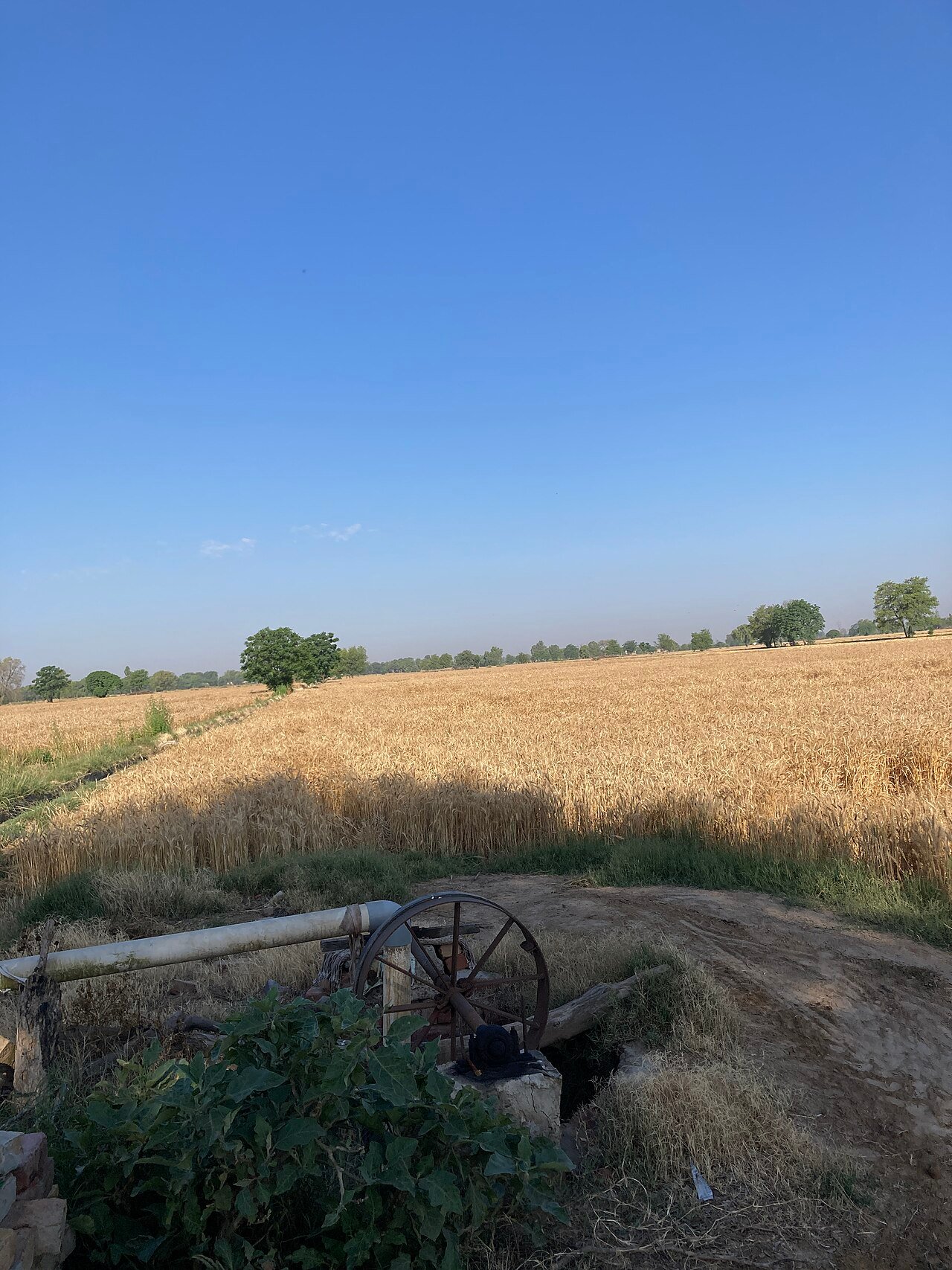 Golden wheat at harvest time